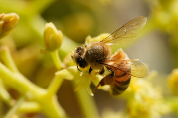 Honey Bee Dorsal View Pollinating Avocado Flower with Wings Open Macro © juan