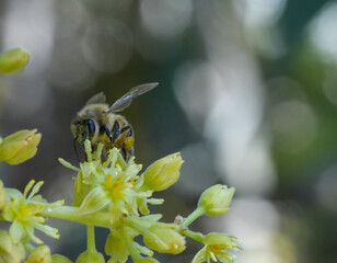 Honey Bee Pollinating Avocado Flowers Cluster with Buds Close Up © juan