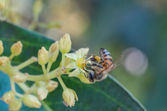 Honey Bee with Yellow Pollen Basket Pollinating Avocado Flower Side View