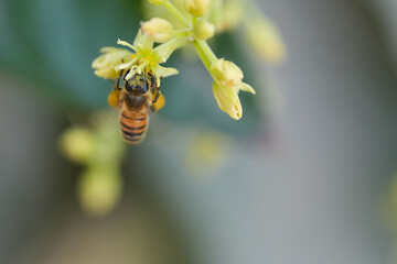 Honey Bee Hanging Upside Down with Pollen Baskets on Avocado Flower Macro © juan