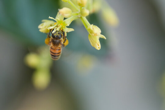 Honey Bee Hanging Upside Down with Pollen Baskets on Avocado Flower Macro
