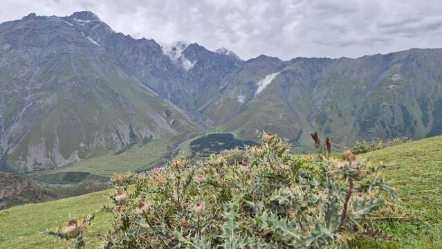 Wild Thistle Plants Growing on High Mountain Ridge in Kazbegi Georgia