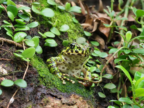  Amami Ishikawa's frog or Amami Oshima frog(Odorrana splendida) in Amami Oshima.