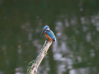 Obraz premium A small blue bird perched on a thin tree branch.