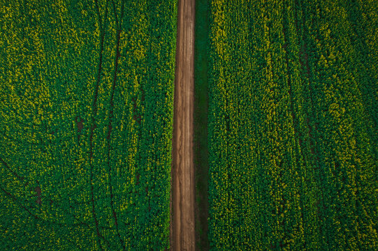 Aerial view of vibrant yellow canola fields divided by a rustic dirt road in the countryside, Overberg District Municipality, Western Cape, South Africa.