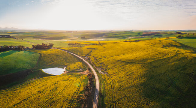 Aerial view of vibrant yellow canola fields stretching across rolling hills with a winding road and a small pond in Overberg District Municipality, Western Cape, South Africa.