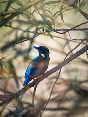 Fototapeta premium A blue jay perched on a tree branch.