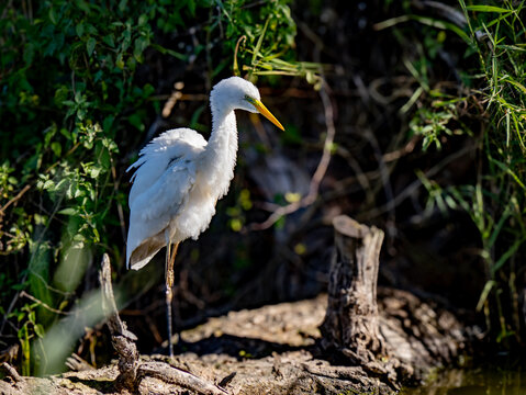A white egret stands on a muddy bank near foliage.