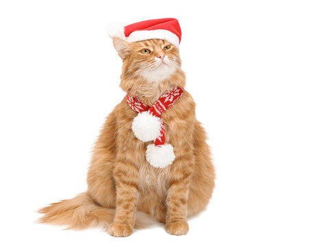 Cute ginger cat in red santa hat and knitted christmas scarf isolated transparent PNG element on black background for holiday banner, funny xmas pet cutout concept