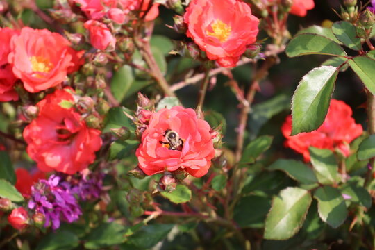 A cute bumble bee pollinating a vibrant pink garden rose bush.