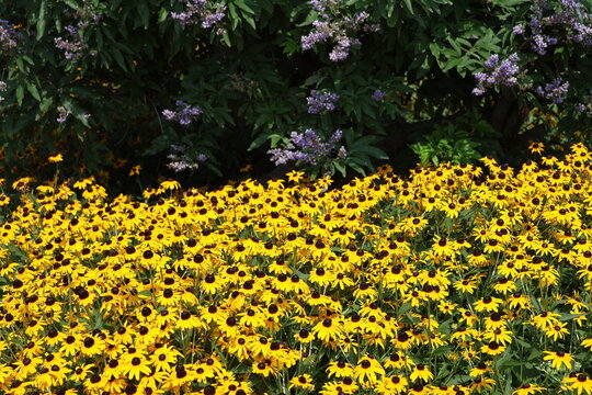 A garden bed filled with vibrant Orange Coneflowers (black-eyed Susans) in full bloom.