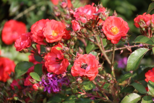 A cute bumble bee pollinating a vibrant pink garden rose bush.