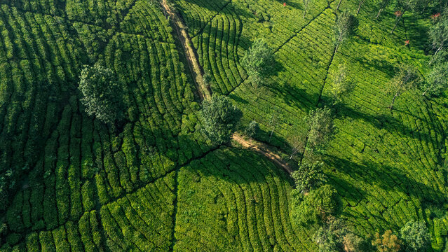 Aerial view of lush green tea plantation rows with winding dirt paths and scattered trees in the highlands of Sukabumi, West Java, Indonesia.