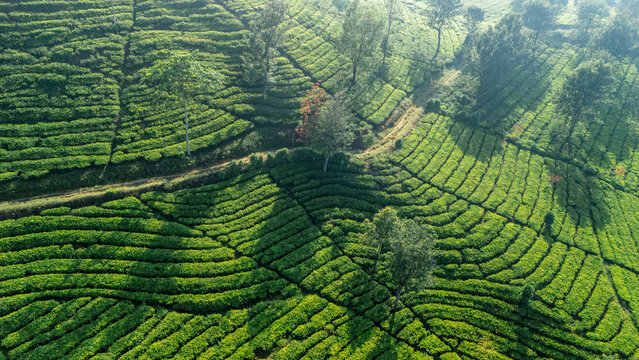 Aerial view of lush green tea plantation terraces with winding paths and scattered trees in Sukabumi, West Java, Indonesia.