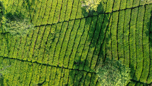 Aerial view of a lush green tea plantation with neatly arranged rows of bushes and scattered trees in Sukabumi, West Java, Indonesia.