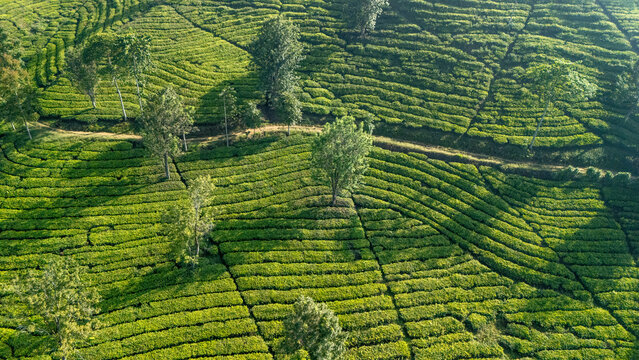 Aerial view of lush green tea plantation with terraced rows and scattered trees in Sukabumi, West Java, Indonesia.
