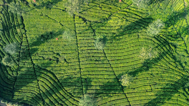 Aerial view of a lush green tea plantation with rows of tea bushes and scattered trees in Sukabumi, West Java, Indonesia.