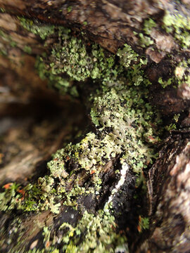 mousse et lichen dans un sous-bois, bryologie	