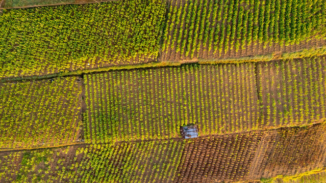 Aerial view of terraced agricultural fields with vibrant green crops and a small shed in Selo, Central Java, Indonesia.
