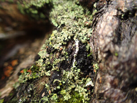 mousse et lichen dans un sous-bois, bryologie	
