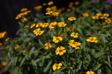 Obraz premium Tickseed Wildflowers (Coreopsis) in Florida Field, Yellow Blooms with Soft Blurred Background and Dark Negative Space