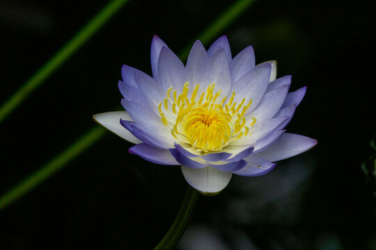 Purple water lily flower blooming with a yellow center, Kansai region, Kyoto, Japan