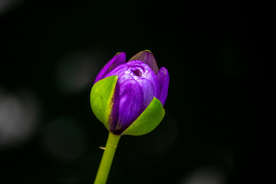 Purple water lily bud about to bloom against a dark background, Kansai region, Kyoto, Japan