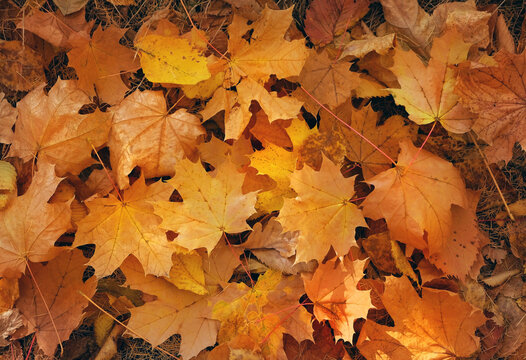 Beautiful autumn nature background. fallen yellow-orange dry tree leaves close up lying on earth. symbol of fall time, autumn season atmosphere. template for design. flat lay