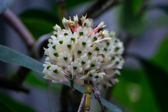 Cluster of white bell-shaped flowers with dark green tips, Kansai region, Kyoto, Japan