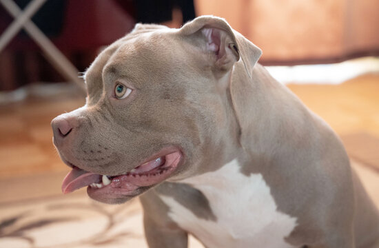 Closeup portrait of an American Bully dog indoors with light gray and white fur, light eyes, and a pink nose