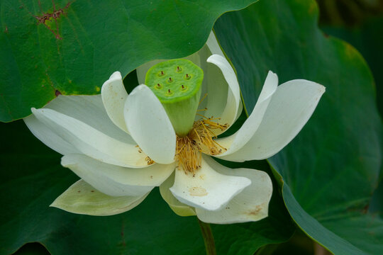 White lotus flower blooming with a green seed pod at its center, Kansai region, Kyoto, Japan