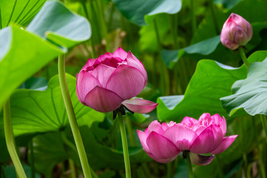 Green lotus seed pod growing on a curved stem, Kansai region, Kyoto, Japan