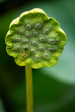 Lotus seed pod with rows of round holes facing the camera, Kansai region, Kyoto, Japan