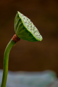 Wedge-shaped lotus seed pod covered in water droplets against a dark background, Kansai region, Kyoto, Japan