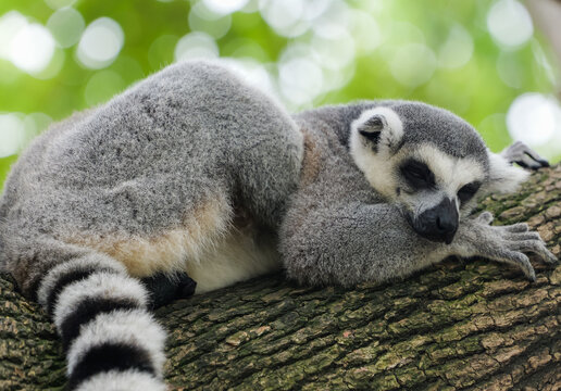 A ring-tailed lemur sleeping soundly on a tree trunk with dappled light in the background