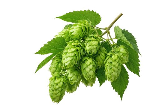 A high-quality stock photo showing fresh green hop cones with surrounding leaves, perfectly isolated against a solid white background, season, humulus lupulus, ingredient