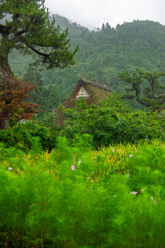 Distant thatched gable framed by a pine branch above a meadow of pink cosmos flowers against a misty forested mountain, Kyoto prefecture, Miyama, Japan