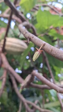 Close-up of young small cocoa pod growing on a branch of a cacao tree outdoors for agriculture, farming, and chocolate production concept