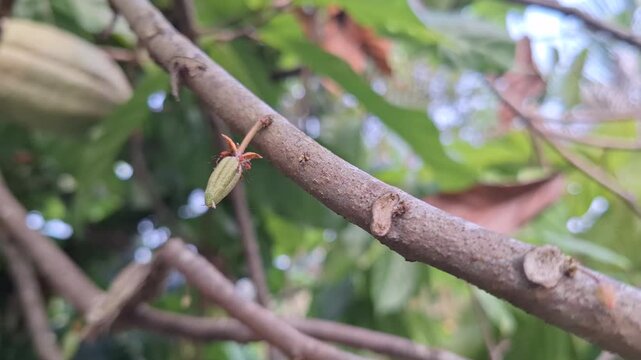 Close-up of young small cocoa pod growing on a branch of a cacao tree outdoors for agriculture, farming, and chocolate production concept