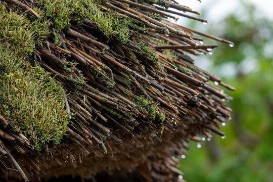 Macro view of rain-dampened mossy thatch bundles with visible water droplets against a blurred green forest backdrop, Kyoto prefecture, Miyama, Japan