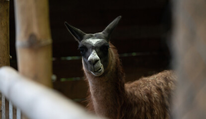 Close-up portrait of a llama with dark fur and distinctive facial markings standing in a rustic enclosure. © Glen