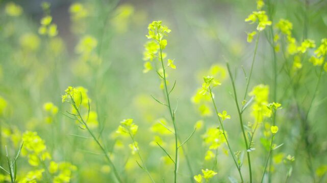 Flower,Grass,Yellow Flowers,Brassica,Breeze,Swaying,Clumping,Honeybee