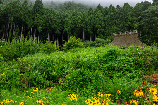 Thatched roof partly hidden behind tall grass and yellow black-eyed Susan flowers backed by a misty cedar forest, Kyoto prefecture, Miyama, Japan