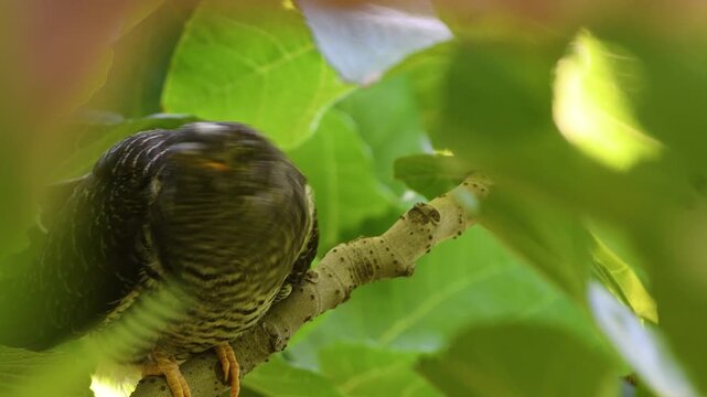 Close-up shot of a young common cuckoo