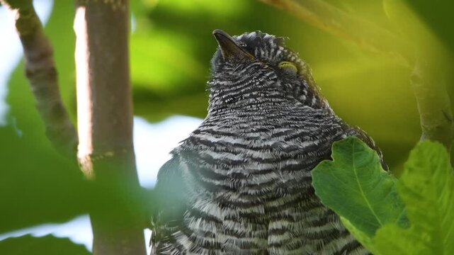 Close-up shot of a young common cuckoo