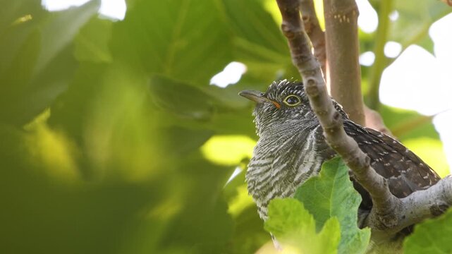 Close-up shot of a young common cuckoo