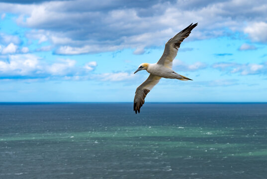 Northern gannet (Morus bassanus) soaring above the North Sea at Bempton Cliffs, East Yorkshire, England, on a bright summer day in August.