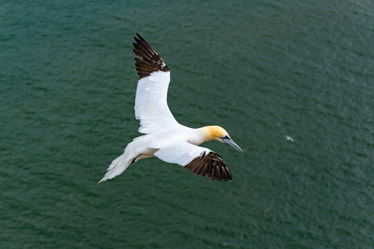 Adult Northern gannet (Morus bassanus) gliding above the North Sea at Bempton Cliffs, East Yorkshire, England, photographed from above in August.