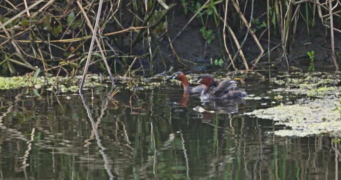 Little grebes swimming with chicks in pond, Tachybaptus ruficollis family behavior, natural lake habitat, wildlife documentary, slow motion.