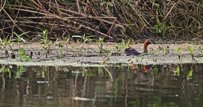 Little grebe, Tachybaptus ruficollis, swimming with chicks on back in natural wetland. Wildlife parenting behavior in pond with reeds and aquatic plants, nature documentary, slow motion.